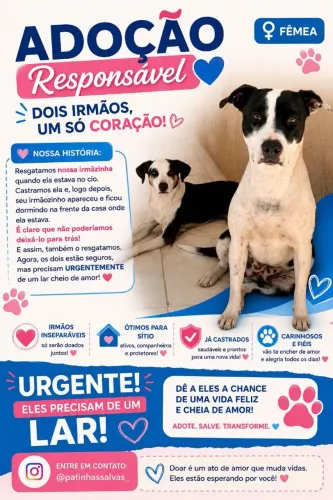 Irmãos inseparáveis amor duplo cachorros felizes 