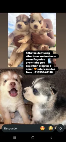 Filhotes Husky siberiano