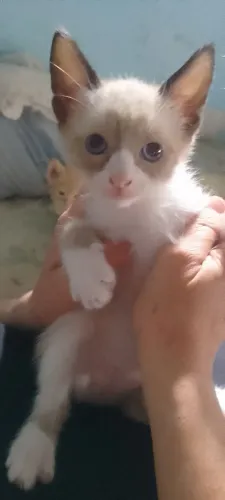 Gata siamêsa pura promoção
