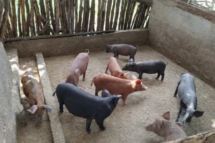 Leitões juvenis a venda