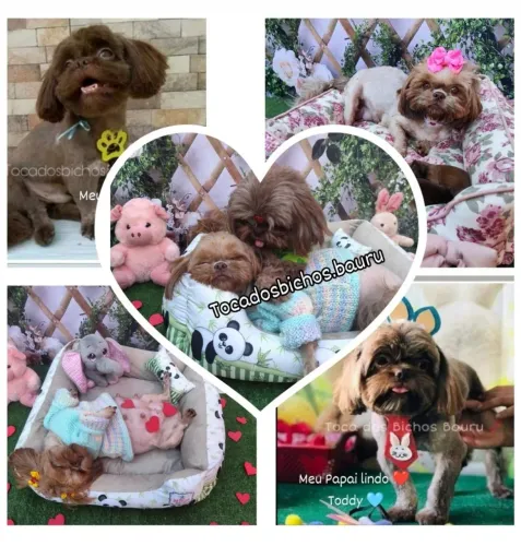 Filhotes de shih Tzu chocolates