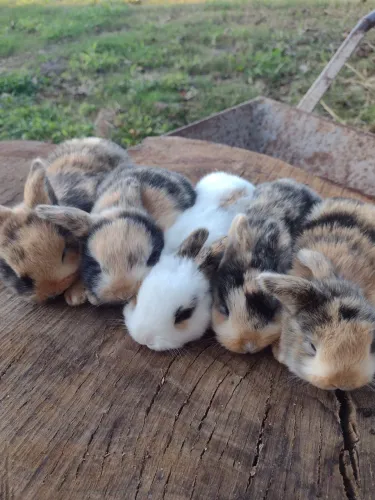 Mini Lop 