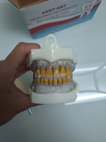 Manequim Periodontia Dent Art Novo