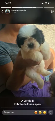 Filhote de cachorro lhasa apso