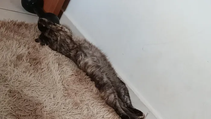 Doação de gatinhos 