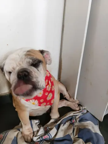 Buldogue inglês para cruzar