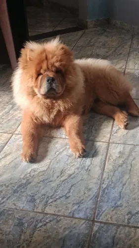 Doa-se Chow Chow
