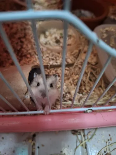 Filhotes de hamster anão russo