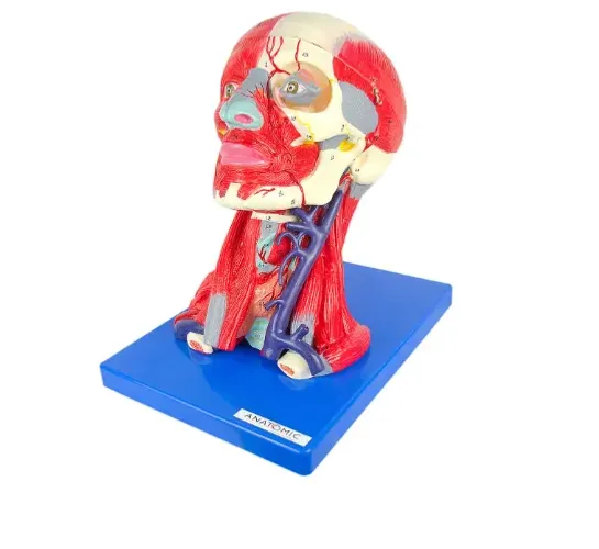 Cabeça muscular com Cérebro, em 10 Partes