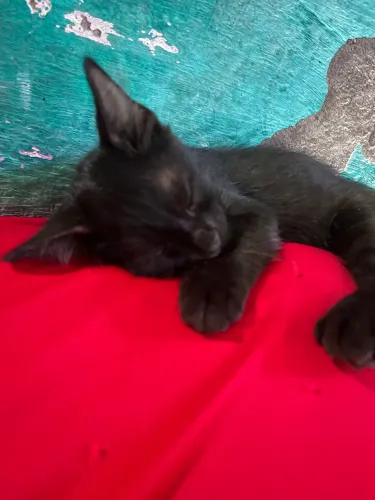 Gatinhos para adoção