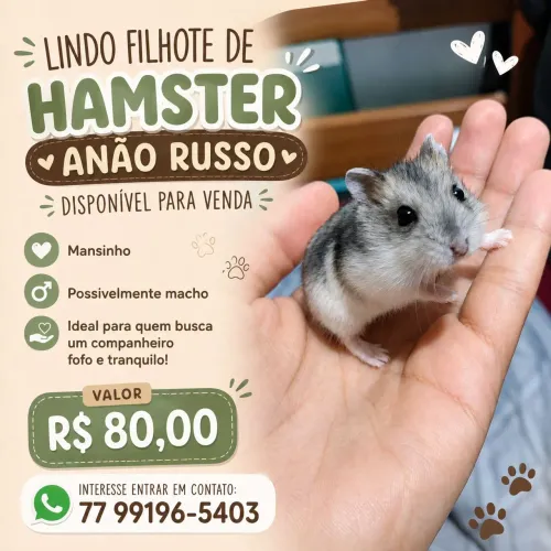 Hamster anão russo 