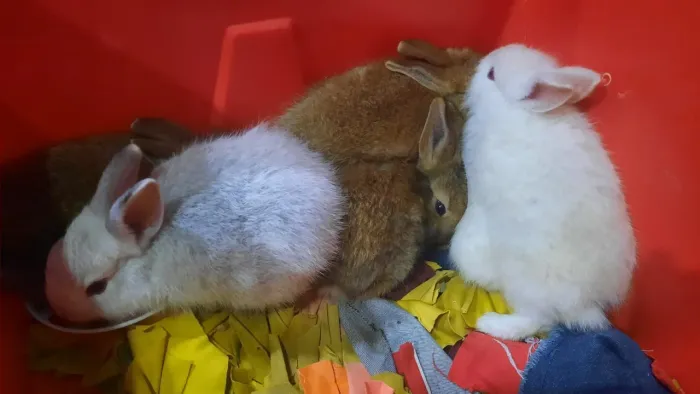 Coelhinhos 