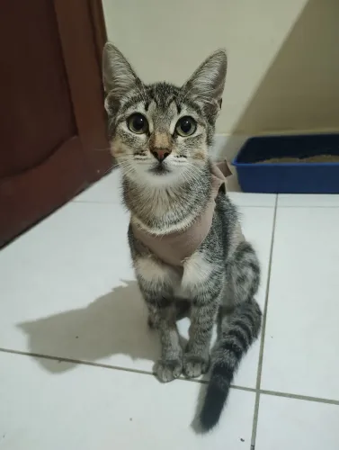 Adoção responsável