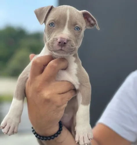 Pitbull - Presença Forte, Olhar Marcante E Muito Companheirismo