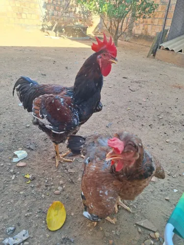 Galinhas gsb balão