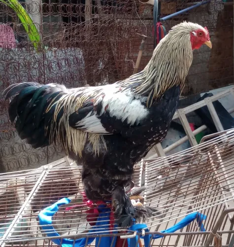 Pinto de galinha Brahma