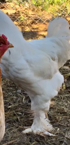BRAHMA - Galos Brahma