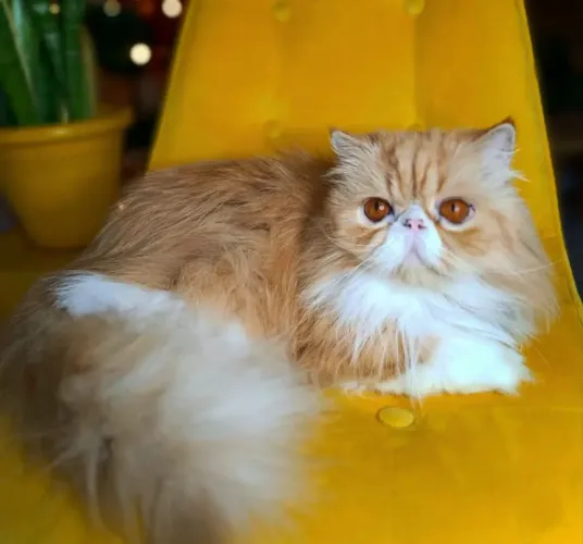 Gato Persa Castrado