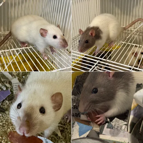 Doação de 2 ratos Twister 