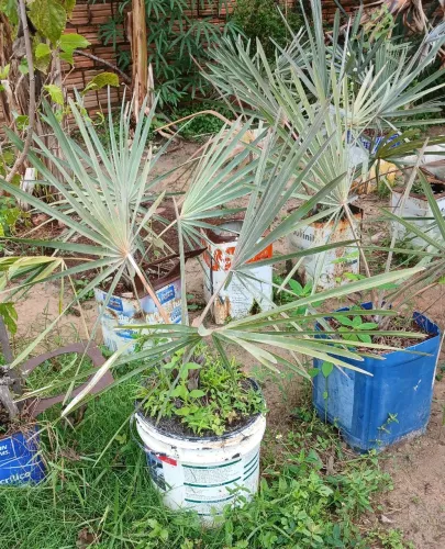 PALMEIRA AZUL