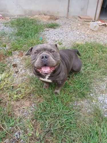 América bully 