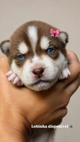 Filhote Husky Siberiano