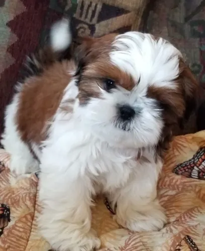 Filhotes de Shih Tzu | Amor em cada detalhe!