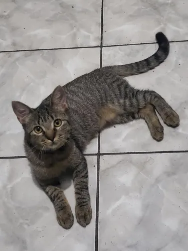 Gato para doação
