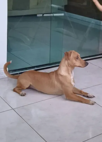 Doação de um cachorro 