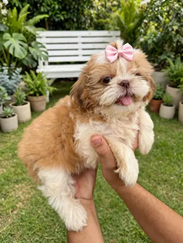 Vendo Linda filhotinha de Shih-tzu Fêmea (FÍGADO)