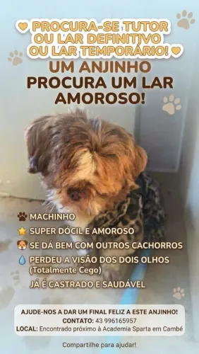PROCURA-SE UM LAR PARA CACHORRO MACHO