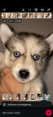 Husky Siberiano