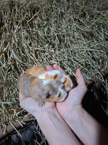 Porquinho da india de raça pelos longo