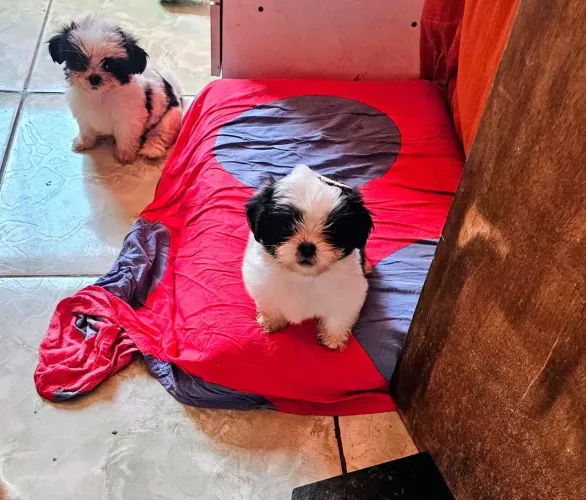 Vende-se filhotes de Shih tzu