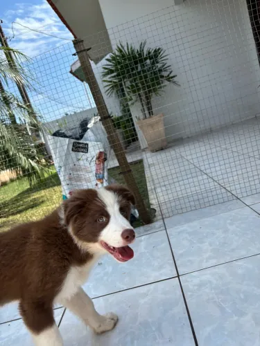 Border collie a venda