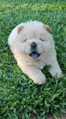 Doação de filhote de CHOW CHOW
