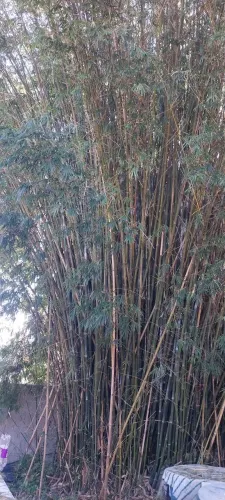 Grande Moita de Bambu Natural para Retirada - Cerca Viva e Paisagismo