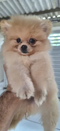 Spitz anão 