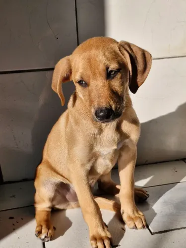 Cachorro adoção 