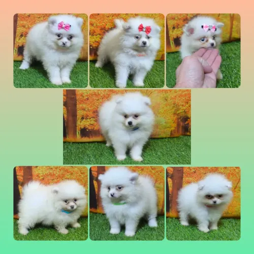 Lulu da Pomerânia Branco Neve.