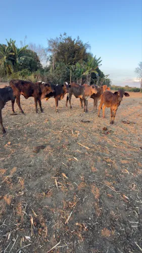 Bezerros 