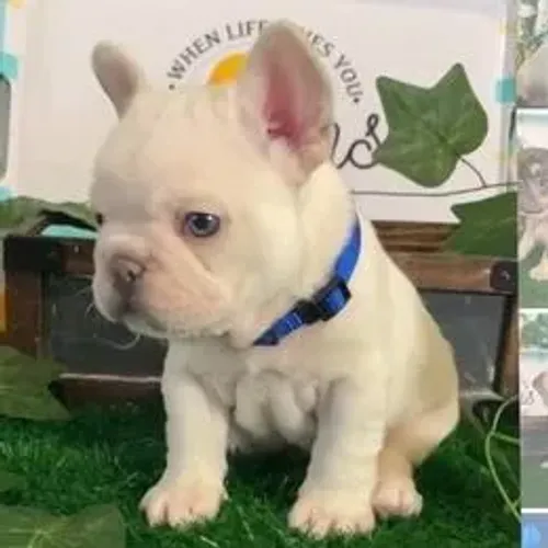 Bulldog Francês,Bulldog Francês Filhote Linda Linhagem Disponível