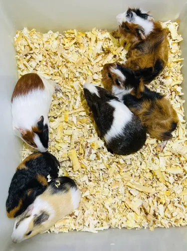 Filhotes de Porquinhos da Índia