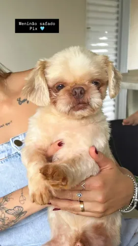 Doação Shih Tzu MACHO 
