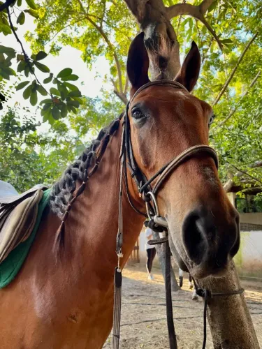 Cavalo de salto - 1,50