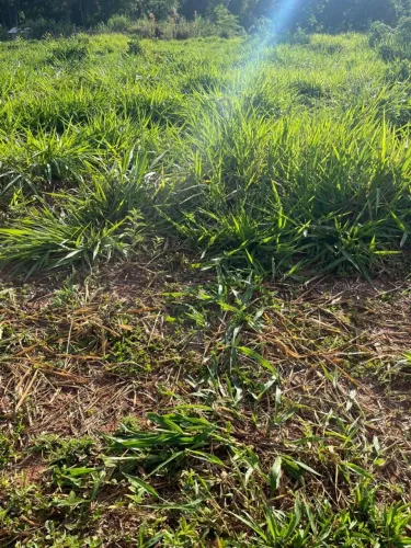 ? Seu refúgio na paz da fazenda está mais perto do que você imagina! ?