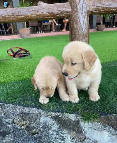 Filhotes de Golden Retriever | Encante-se com nossos filhotes!