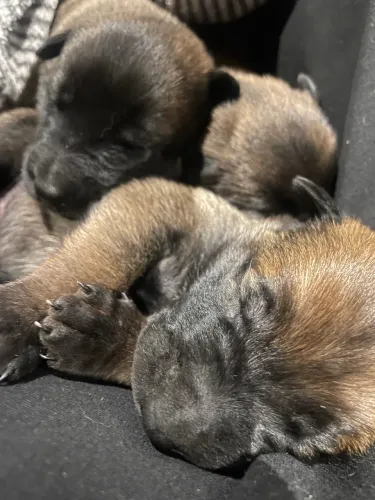Filhotes Pastor Malinois