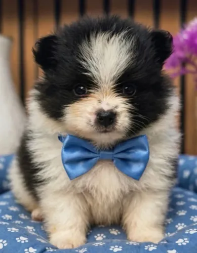 Spitz alemão preto e branco lindinho