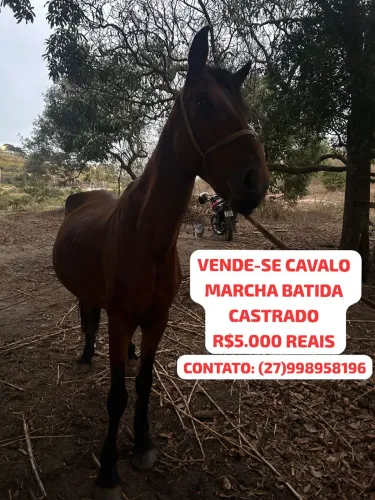 Vende-se Cavalo